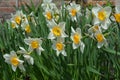 Beautiful daffodil, narcissus flower bed in spring garden