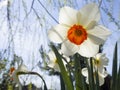 Beautiful daffodil Narcissus flowers close up in a garden in Greece