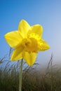 Beautiful daffodil in the springtime garden