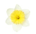 Beautiful daffodil. Fresh spring flower