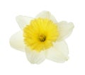 Beautiful daffodil. Fresh spring flower