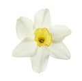 Beautiful daffodil on white background.