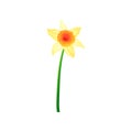 Beautiful daffodil with yellow petals. Colorful hand drawn vector icon of narcissus. Blooming spring flower Royalty Free Stock Photo