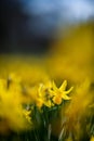 Beautiful daffodil in a yellow wave of these spring flowers