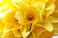 Beautiful daffodils as background, closeup.