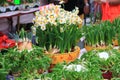 Beautiful Daffodils Blossoming in a Chinese New Year Flower Market, Hong Kong Royalty Free Stock Photo