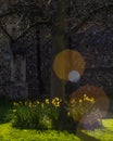 Daffodils at Chelmsford Cathedral in Essex, UK