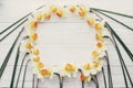 Beautiful daffodils frame on white wooden rustic background top