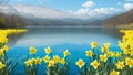 Beautiful daffodils in a lake with clear blue waters