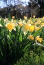 Daffodils in spring Royalty Free Stock Photo
