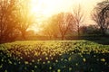 Beautiful Daffodils Narcissus Field in Sunset