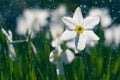 Beautiful daffodils in the rain. Daffodils and sunshine.