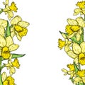 Beautiful daffodils. Vector illustration. Bouquet of spring flowers.