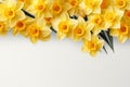 Beautiful daffodils on white background, top view. Space for text