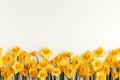 Beautiful daffodils on white background, top view. Space for text