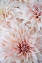 Dahlia - Cafe au Lait in bloom Royalty Free Stock Photo