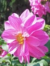 Beautiful dahlia flower of Assam ,might be a speacial item for Valentine& x27;s day.