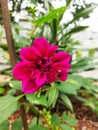 Beautiful Dahlia flower in Bandarawela, Sri Lanka