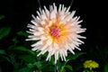 Beautiful dahlia flower Royalty Free Stock Photo