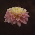 Beautiful dahlia flower in bloom