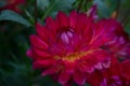 beautiful dahlia flower in dark day Royalty Free Stock Photo