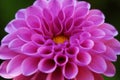 Beautiful dahlia flower in the garden, purple dahlia, dahlia macro, dahlia in the garden in autumn, spring