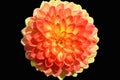 Beautiful dahlia flower isolated on black background Royalty Free Stock Photo