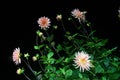 Beautiful dahlia flower Royalty Free Stock Photo