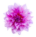 Beautiful dahlia flower