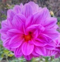 Beautiful dahlia flower,nice dahlia flower image