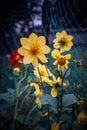 Beautiful dahlia flowerwith petals closeup shot with green leafs and petals