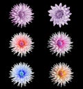 Beautiful dahlia flower set Royalty Free Stock Photo