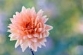 Beautiful dahlia flower with water drops