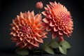 Beautiful dahlia flowers on black background. Vector illustration.