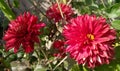 Beautiful dahlia flowers blooming in branch of green leaves plant growing in outdoors, natural sunlight, nature photography Royalty Free Stock Photo