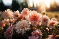 Beautiful dahlia flowers blooming in the garden at sunset