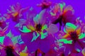 Beautiful dahlia flowers in neon light on a purple background Royalty Free Stock Photo