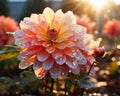 beautiful dahlia flowers with water droplets on the petals