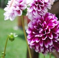 Beautiful dahlia in the garden.