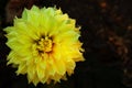 Dahlia `Kelvin Floodlight`