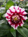 A beautiful Dahlia Royalty Free Stock Photo