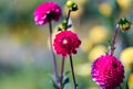 Beautiful Dahlias Magenta Pink on Green Meadow. Copy Space and Bokeh Royalty Free Stock Photo