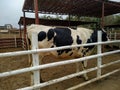 Beautiful dairy cow on a farm