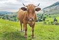 A beautiful dairy cow on the green plain, near the mountains