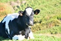 Beautiful Dairy Cow Laying Down in a Grass Field