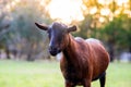 Beautiful dairy goat at sunset with no horns