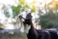 Beautiful dairy goat at sunset with no horns