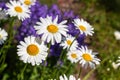 Beautiful daisies are blooming during sunny day on front of violet woodland plant