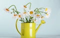 Beautiful daisies bouquet in green watering can Royalty Free Stock Photo