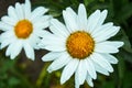 Beautiful daisies close-up in nature Royalty Free Stock Photo